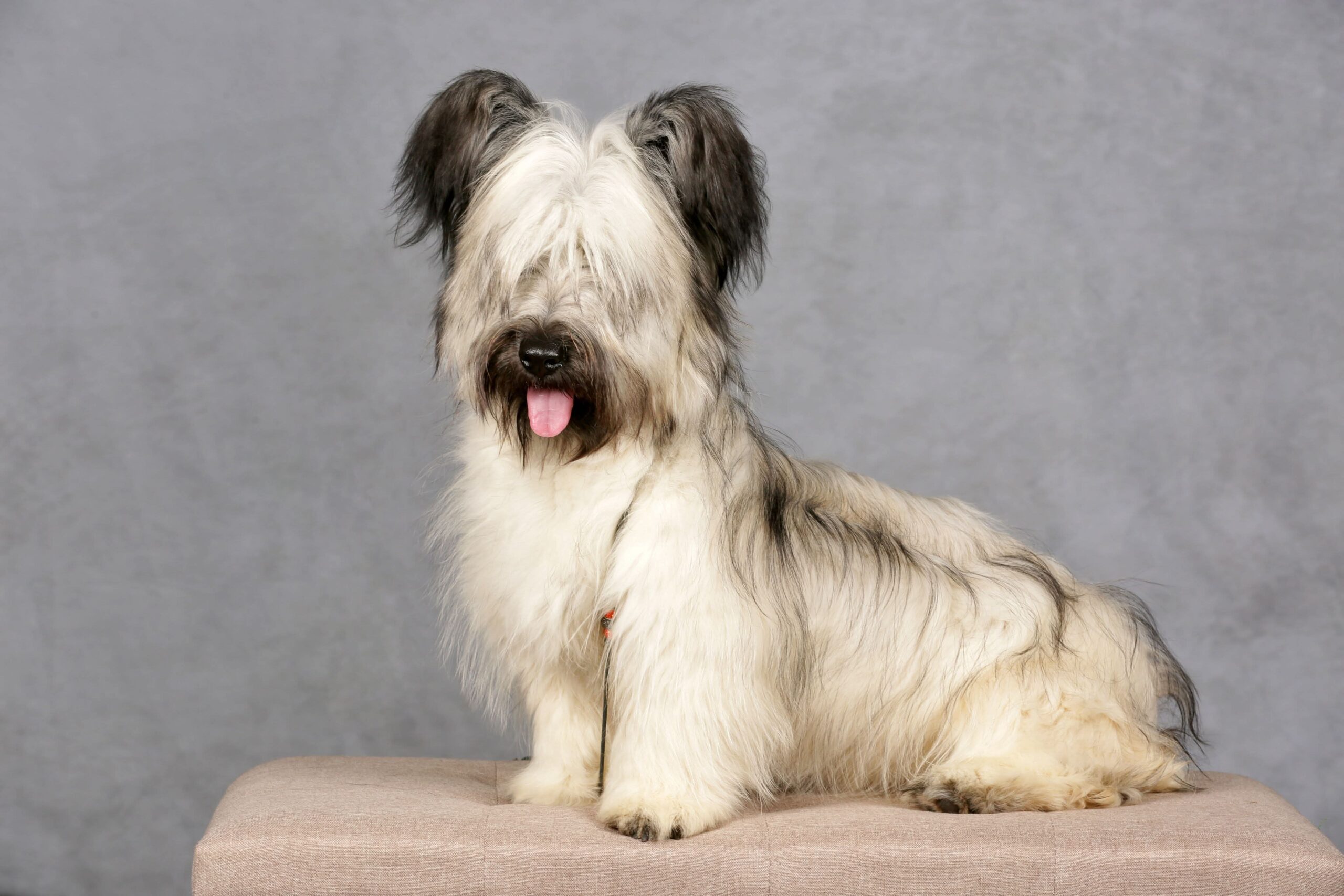 Skye Terrier crème — VACAE