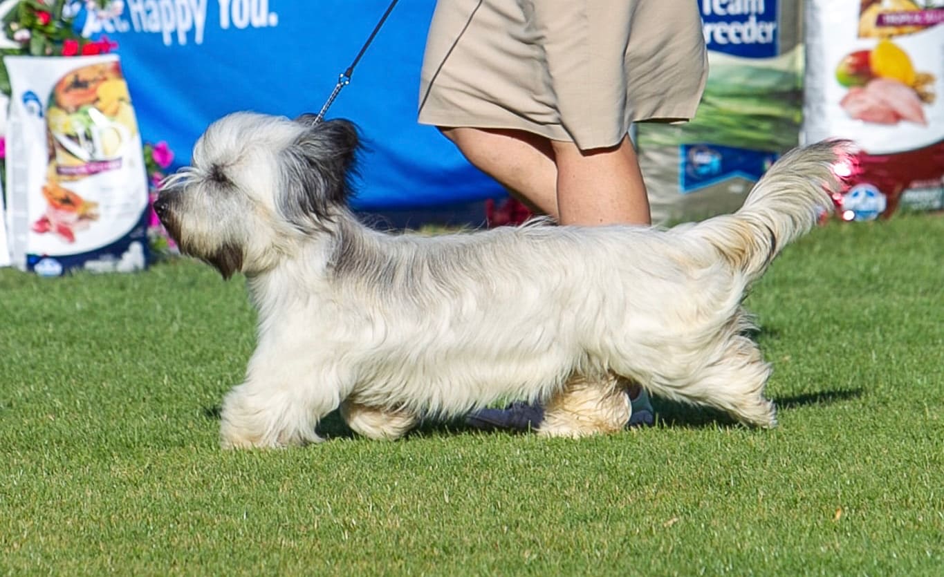 Skye Terrier en exposition — allure et standard VACAE