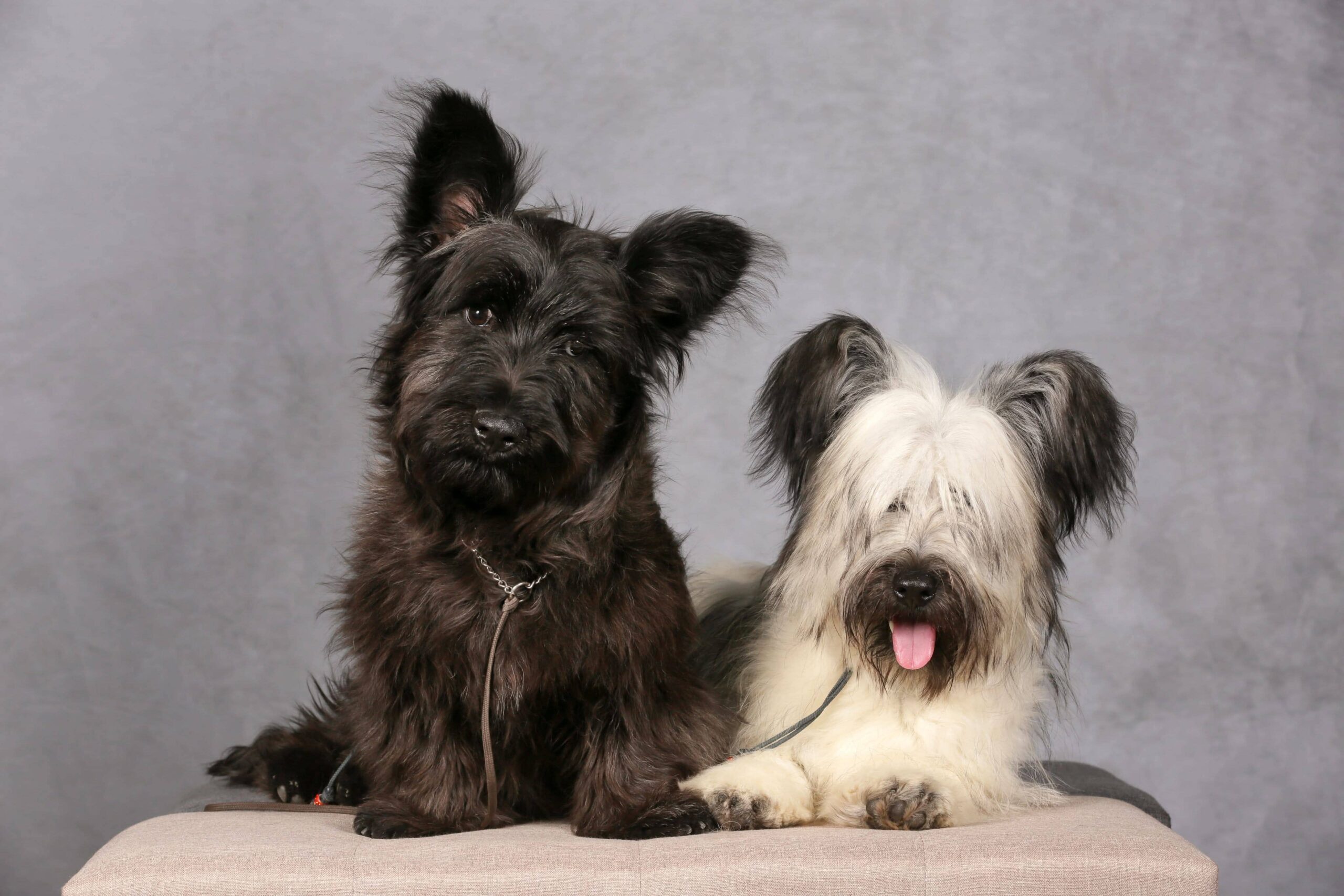 Skye Terriers noir et crème — VACAE