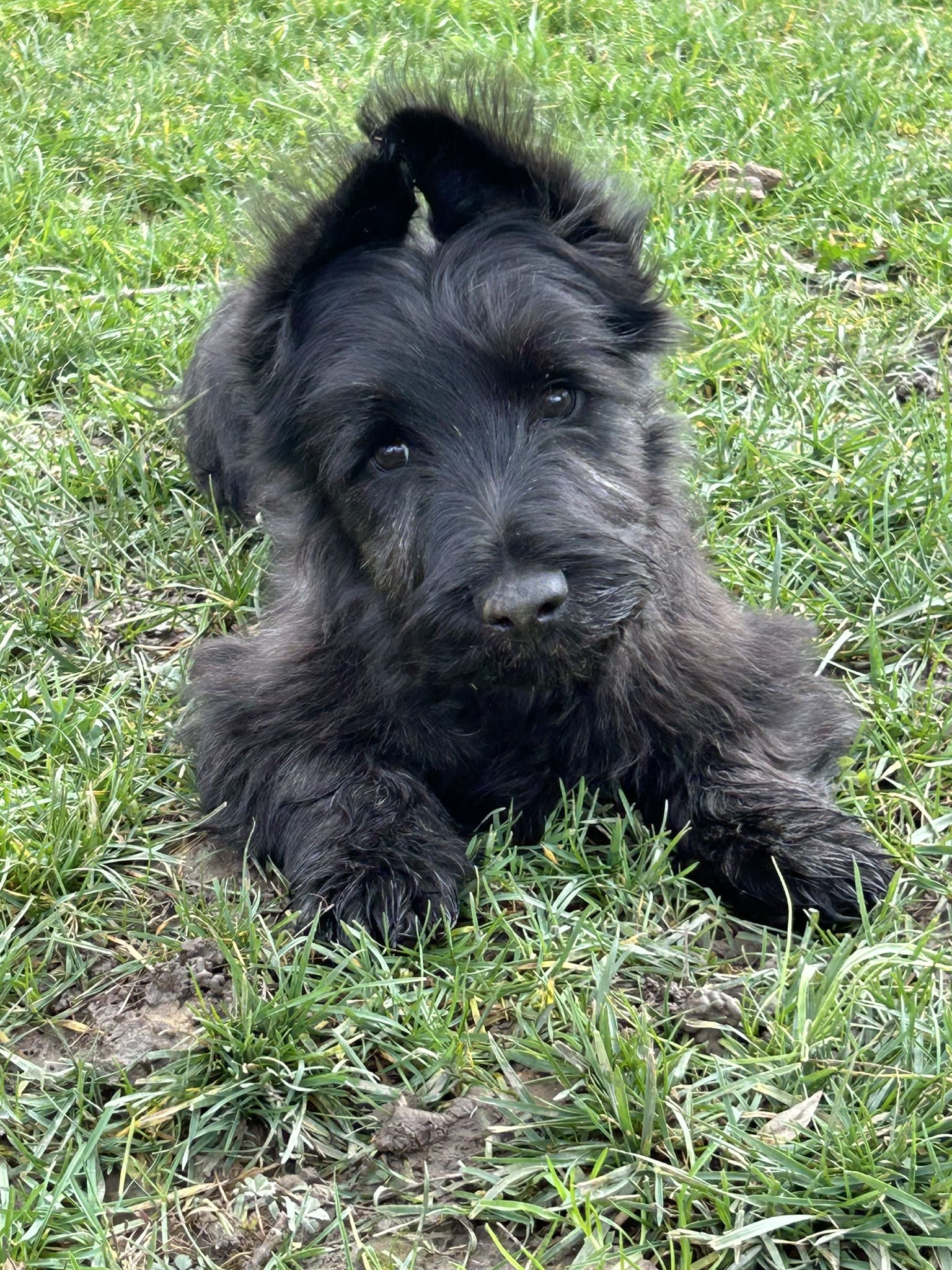 Chiot Skye Terrier noir — VACAE