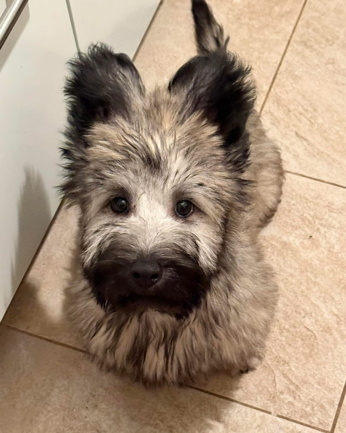 Chiot Skye Terrier — VACAE
