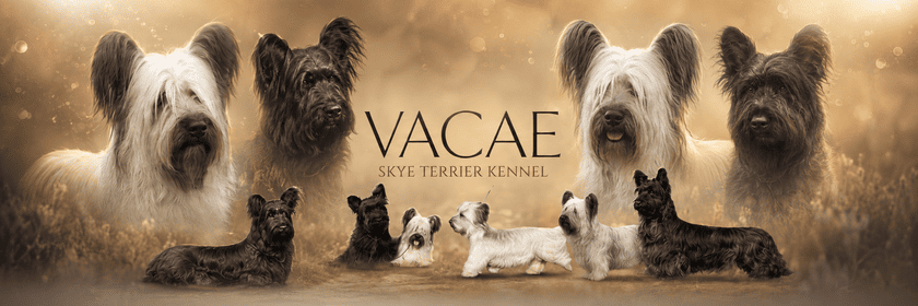 VACAE — Skye Terrier Kennel