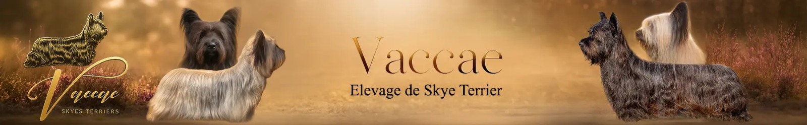 VACCAE — Skye Terrier Kennel