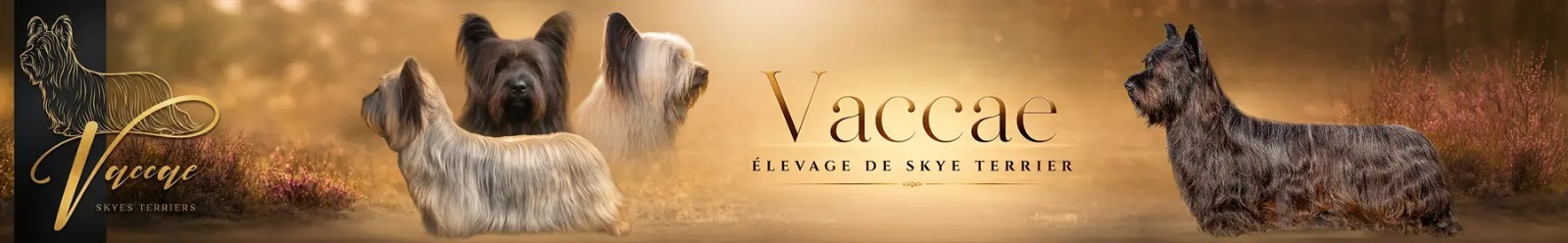 VACCAE — Skye Terrier Kennel