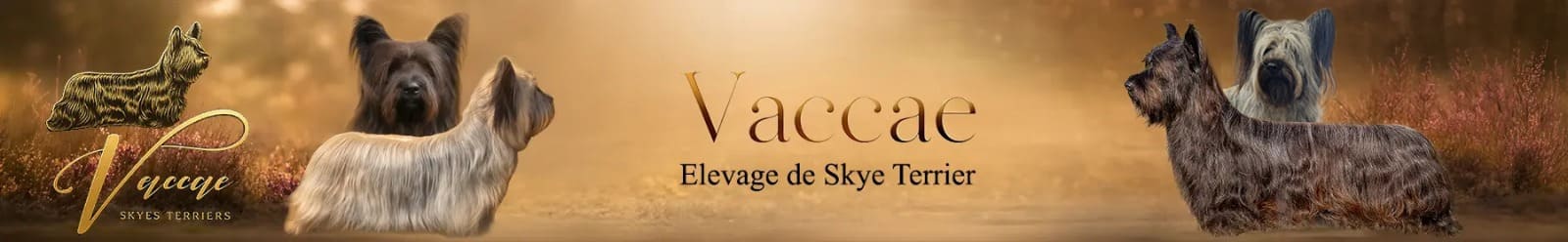 VACCAE — Skye Terrier Kennel